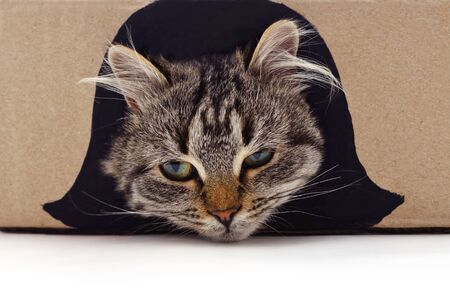 Red cat looking out of the box as a hairstyle.の写真素材