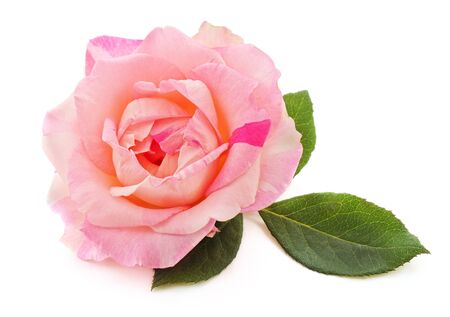 One pink rose isolated on a white background.の写真素材