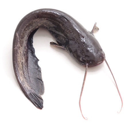 One wild catfish isolated on a white background.