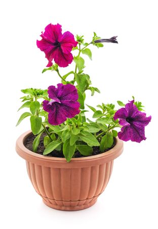 Colorful petunia in the pot isolated on a white background.の写真素材