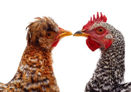 Rooster and hen isolated on a white background.の写真素材