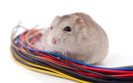 Hamster biting a cable isolated on a white background.