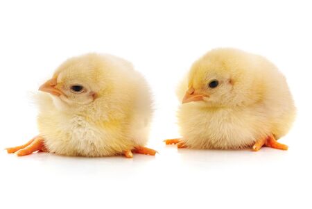 Two yellow chicks isolated on a white background.の写真素材