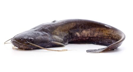 One wild catfish isolated on a white background.の写真素材