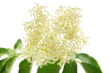 White flowers elderberry isolated on a white background.の写真素材
