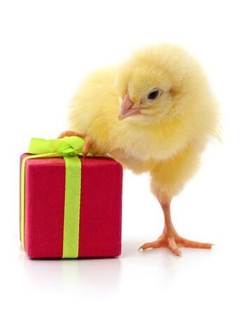 Chicken and gift isolated on a white background.の写真素材
