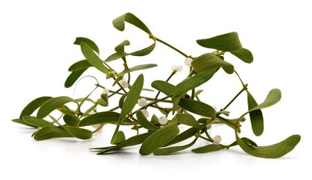 Green mistletoe with berries isolated on a white background.の写真素材