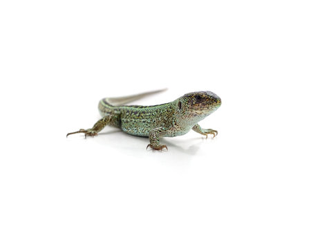 One green lizard isolated on a white background.の写真素材