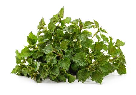Leaves green nettle isolated on a white background.の写真素材