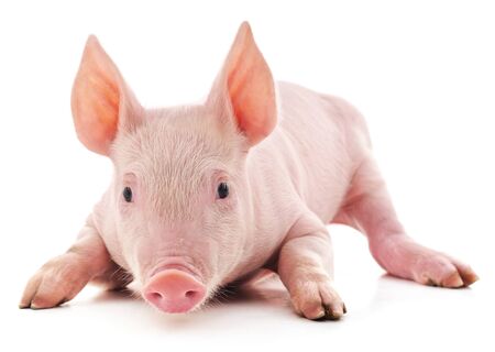 Little pink pig isolated on white background.の写真素材
