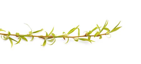 Spring willow branch isolated on a white background.の写真素材