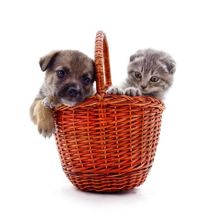 Kitten and puppy in the basket isolated on a white background.の写真素材