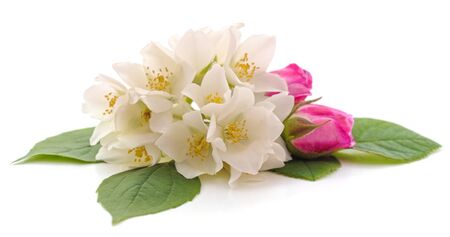 Jasmine and rose isolated on a white background.の写真素材