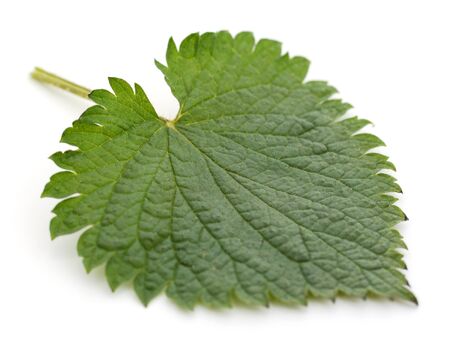 Green leaf nettle isolated on a white background.の写真素材