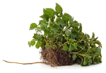 Bush green nettle isolated on a white background.の写真素材