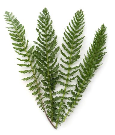 Green leaves of yarrow isolated on white background.の写真素材