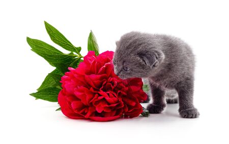 The kitten sniffs the peony isolated on a white background.の写真素材