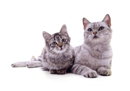 Cat and kitten isolated on a white background.の写真素材