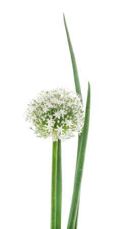 Big flower onion isolated on a white background.の写真素材