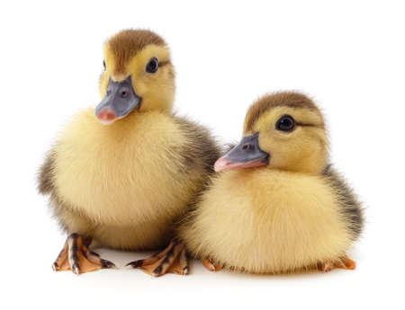 Two little ducks isolated on a white background.の写真素材