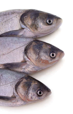 Three large silver carp isolated on a white background.の写真素材