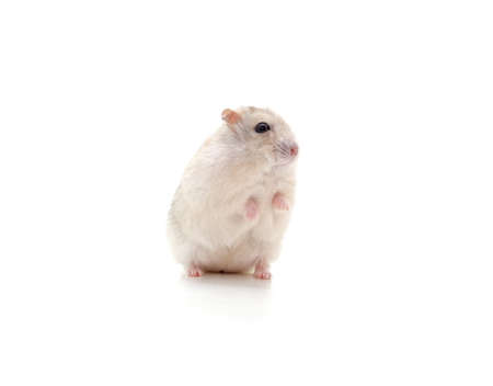 White little hamster isolated on white background.の写真素材