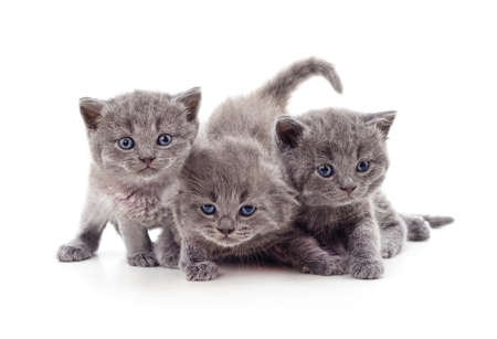 Three small kittens isolated on a white background.の写真素材