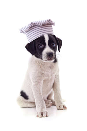 Dog in a chef's hat isolated on a white background.の写真素材