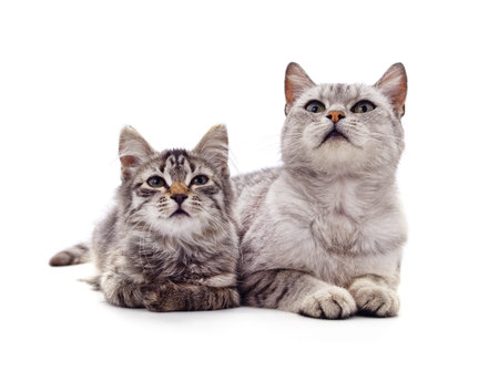 Cat and kitten isolated on a white background.