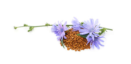 Blue chicory flower and powder of instant chicory isolated on white background.の写真素材