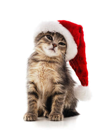 Kitten in the hat Santa on a white background.の写真素材