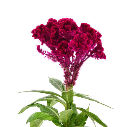 Amaranth with red flowers isolated on a white background.の写真素材