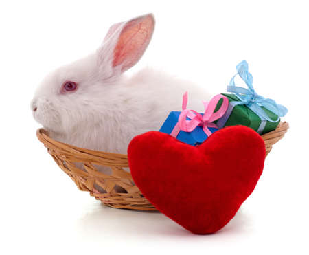 White rabbit in a basket with gifts and hearts isolated on a white background.の写真素材