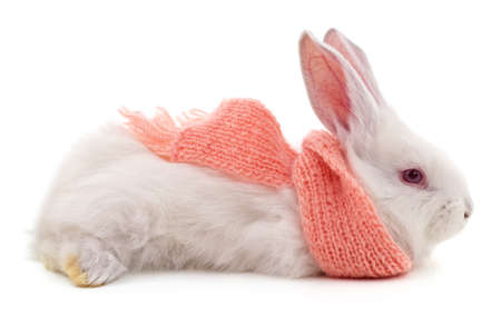 White rabbit in scarf isolated on white background.の写真素材
