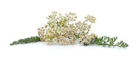 Fresh and dried yarrow flowers isolated on a white background.