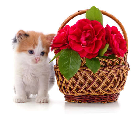 Kitten near a basket of roses isolated on a white background.の写真素材