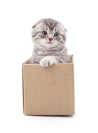 Kitten in a box isolated on a white background.の写真素材