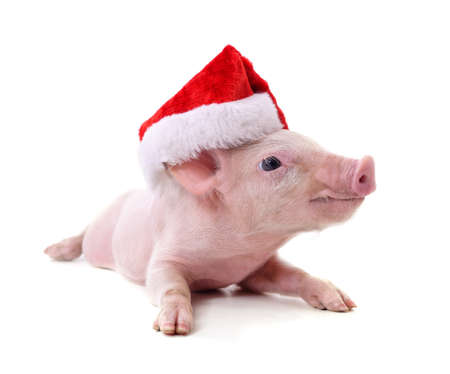 Piglet in a Christmas hat isolated on a white background.の写真素材