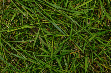 Pile of green grass forming a background.