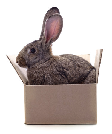 One brown rabbit in box isolated on a white background.の写真素材
