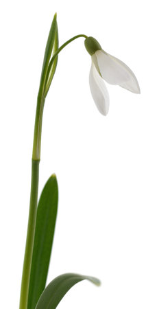 Germinating leaves snowdrops isolated on white background.の写真素材