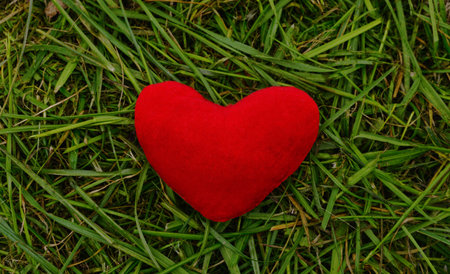 Red heart lying on the mown green grass.の写真素材