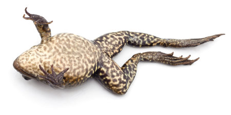 Frog lying on his back isolated on a white background.