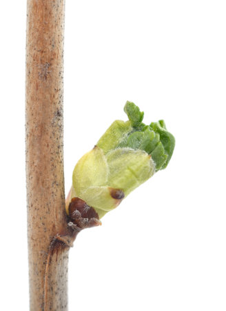 Buds on a branch isolated on whiteの写真素材