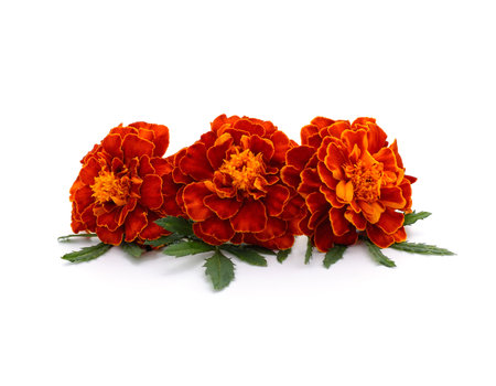 Three orange marigolds isolated on a white background.の写真素材