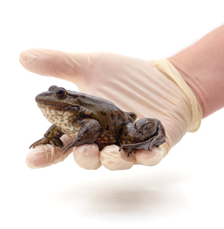 Gloved hand holding a frog isolated on a white background.の写真素材
