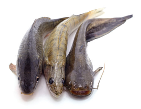 Three raw fish isolated on a white background.