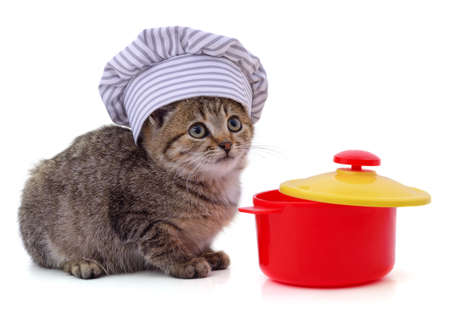 Gray cat in a chef's hat with toy pan isolated on a white background.の写真素材
