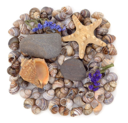 Set of isolated objects sea shells, starfish, stones and blue flowers on a white background.