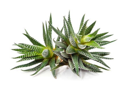 Stems of striped haworthia isolated on a white background.の写真素材